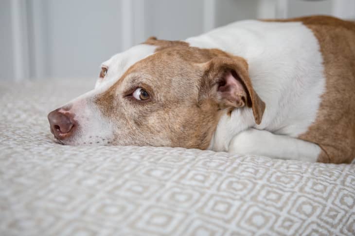 Best dog food outlet according to vets